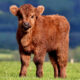 Church-Traditions-and-The-Calf-Path-SIMPLE-1024x536