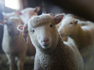 Sheep in a barn looking at the camera