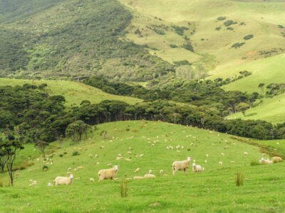 Sheep grazing on green hills