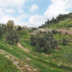Gehenna (Hinnom) Valley near the Old City in Jerusalem